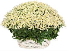 Цветочная композиция из Ромашки в корзине #REPLACE_PRED# Верее